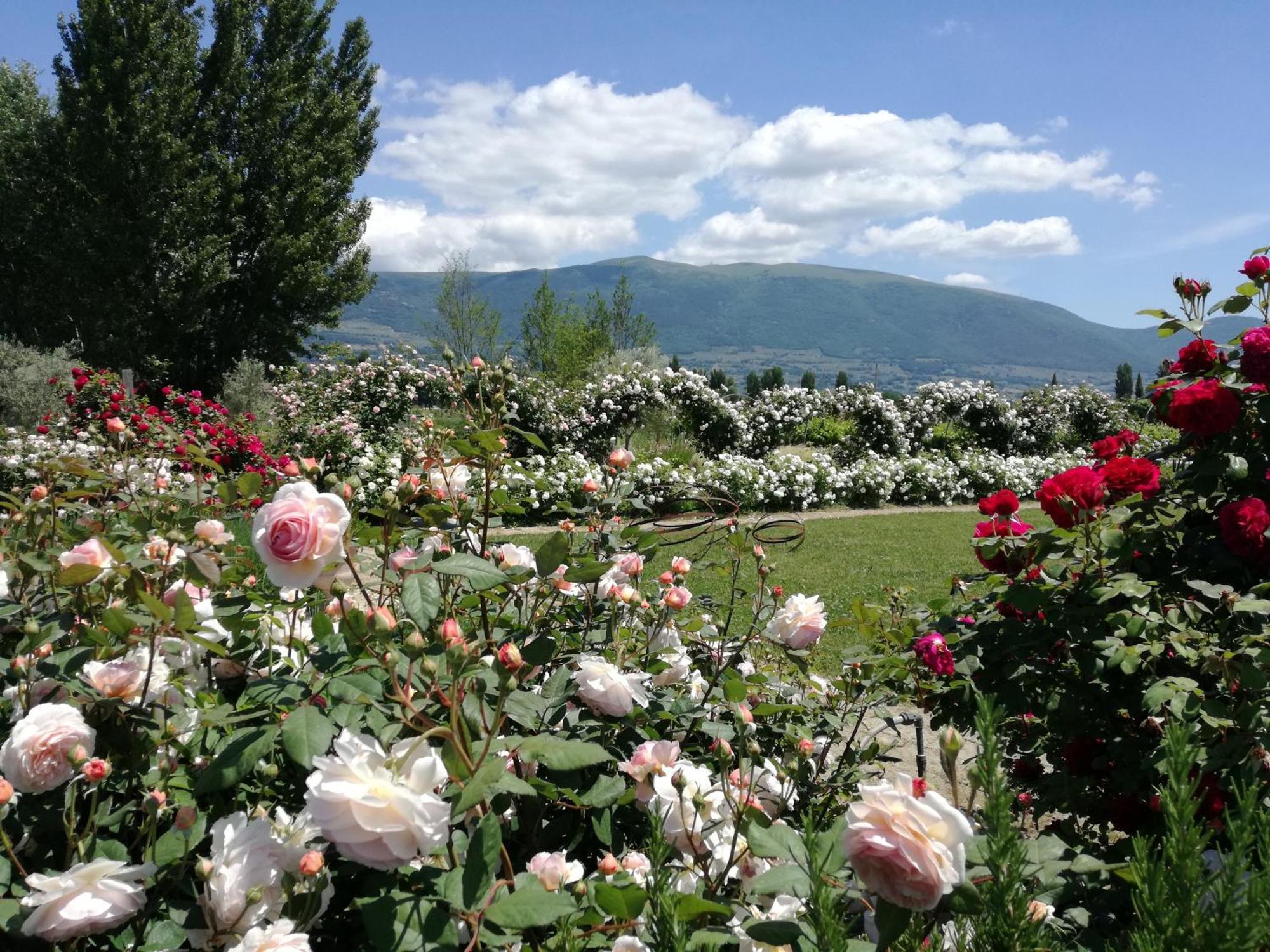 Il Fienile Di Assisi Villa ภายนอก รูปภาพ