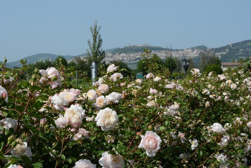 Il Fienile Di Assisi Villa ภายนอก รูปภาพ